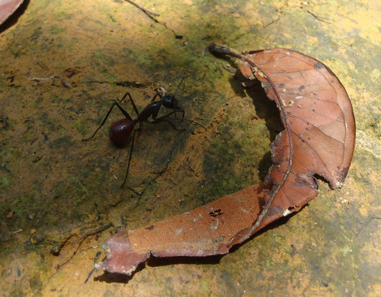 Die Zangen wurden mir als Klemme für mein Loch im Fuss angeboten...nee, danke??!