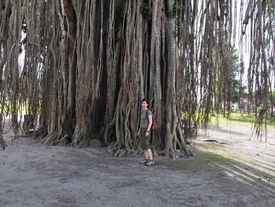 Der Riesenbaum am Candi Mendut