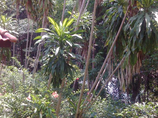 Der Ausblick vom Balkon unseres Bungalows...das da unten ist das Meeheeer!!!