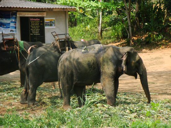 ...die allgegenwaertigen Elefanten mit Touristenkoerbchen oben drauf...irgendwie wollte ich dann doch nicht