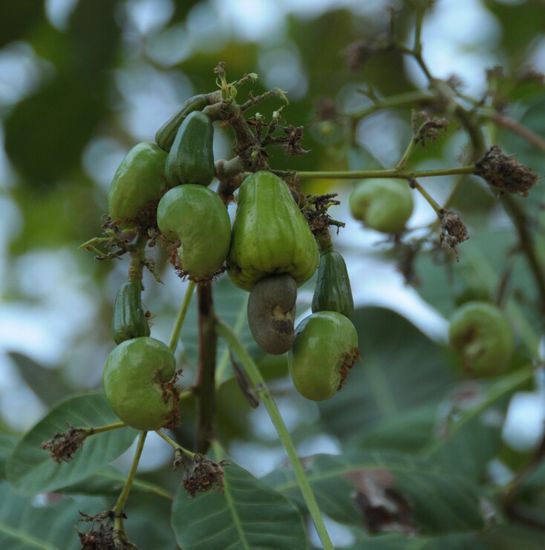 Die Cashewnuss...wusste jemand, dass die am Baum waechst wie eine falschrum aufgehaengte Paprika? Das ist die Vorstufe...