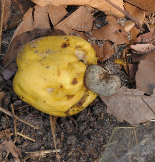...und dann faellt sie runter, das Fruchtfleisch vergammelt (deshalb riecht die ganze Insel nach vergorenem Obst) und wird getrocknet und geroestet