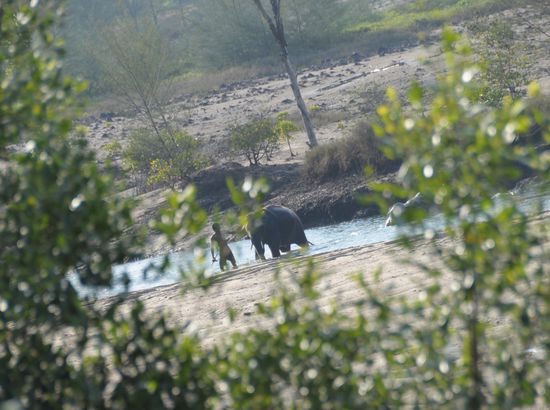 Das morgendliche Elefantenbad vor der Terrasse der Poseidon Bungalows