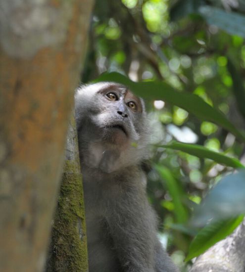 Makaken...einfach mal gelangweilt gucken....