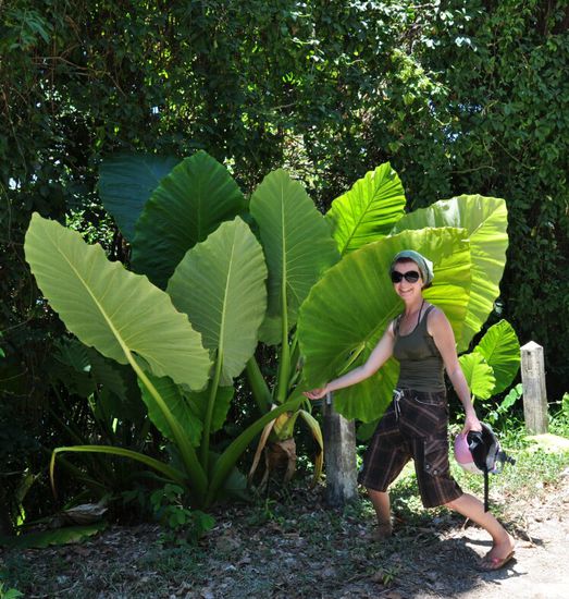 Mit diesen Blaettern macht man hier auch Abdruecke in den Estrich im Bad oder an den Waenden. Sieht toll aus, waere aber mit heimischem Eichenlaub etwas muehselig