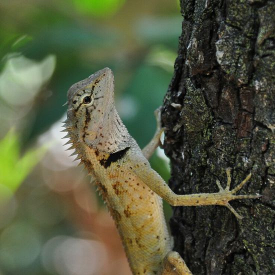 Eine Echse, eine Echse...