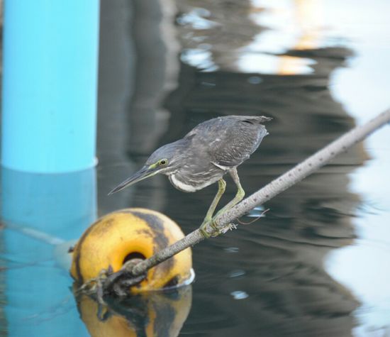 Der war schon wacher als wir