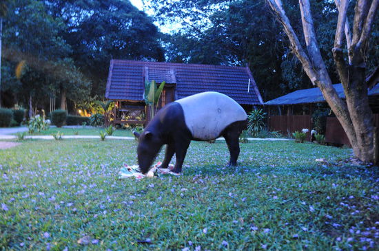 Wassermelonenreste aus der Küche...die gibts im Urwald halt nicht, da kommt man auch schon mal raus und lässt sich fotografieren
