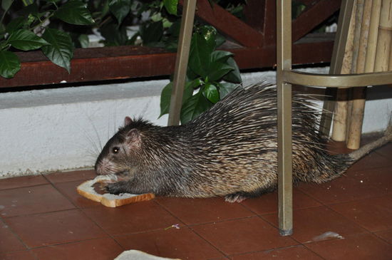 Porcupine, das malayische Stachelschwein
