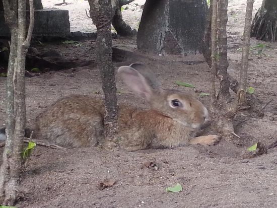 Abends liegen hier übrigens neben den Katzen noch zwei Hasis vor unserer Hütte