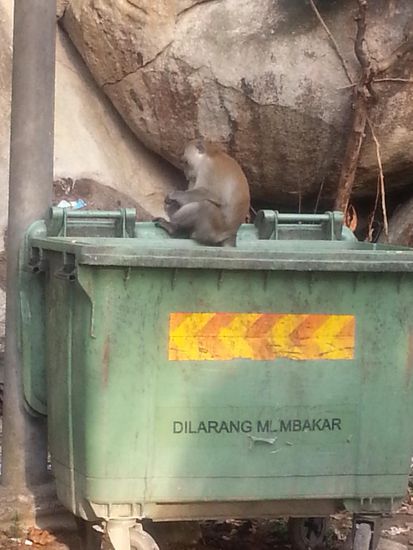 Kein Wunder, dass die hier überall rumsitzen: Mülltonnen sind ja auch ziemlich einladend