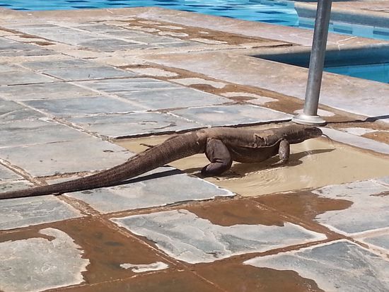Schwimmen gegangen ist er dann aber doch nicht