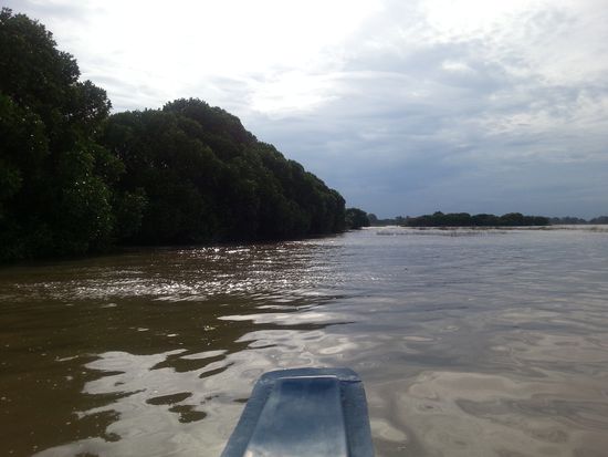 Mangroven  die normalerweise weiter aus dem Wasser gucken