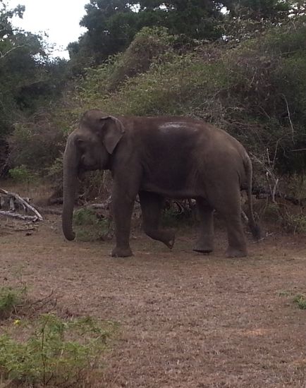 Der erste Elefant, ganz nah am Jeep