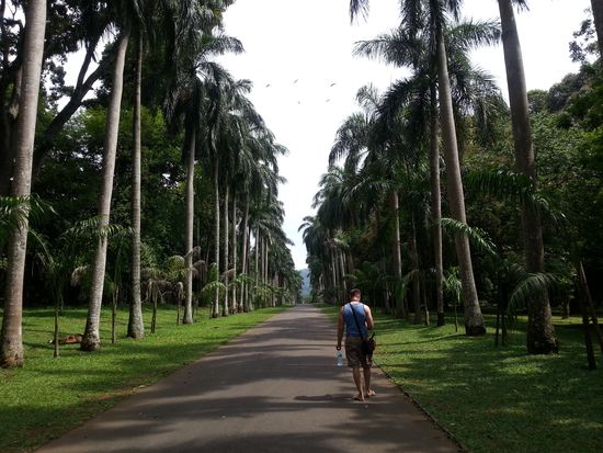 Eine der Palmenalleen