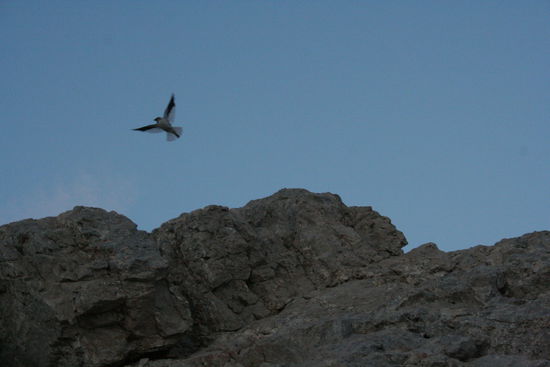 Liebe Angelika, nun sag welcher Bergvogel könnte dies sein?