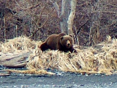 Kodiak Baer