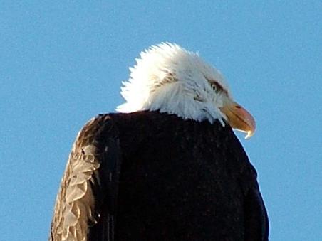Weisskopf-Seeadler