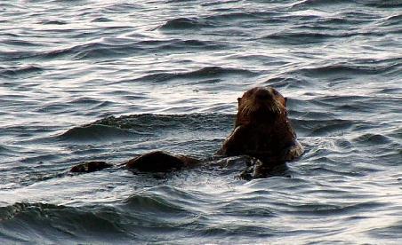 Seeotter sind ein alltaegliches Bild in der Bucht