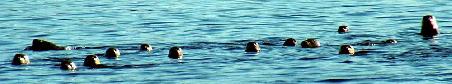 Seehunde (Harbor Seal)
wer beobachtet hier wen?