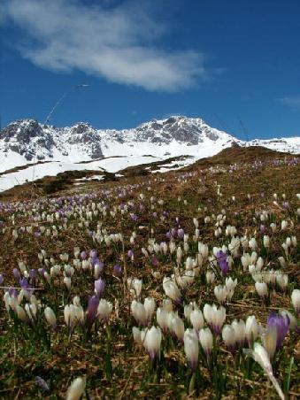 Blumenwiese vor dem Parpaner Rothorn