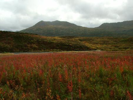 Fireweed am Frazer River