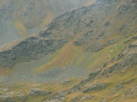 Bergziegen (die weissen Flecken)