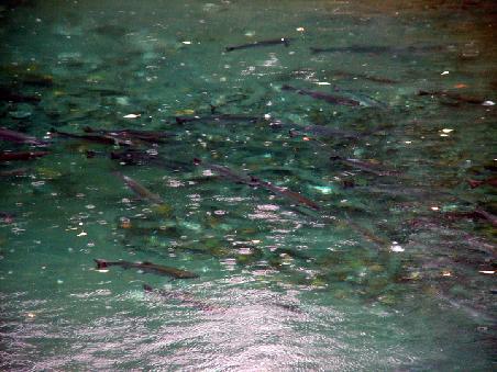 Silver Salmon