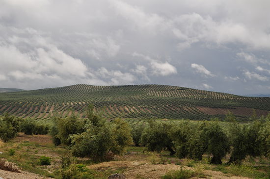 Bis zu den Spitzen der Berge wurden Olivenbäume angepflanzt