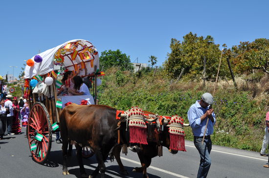Ochsenkarre aus dem Zug zu Gunsten von San Isidro