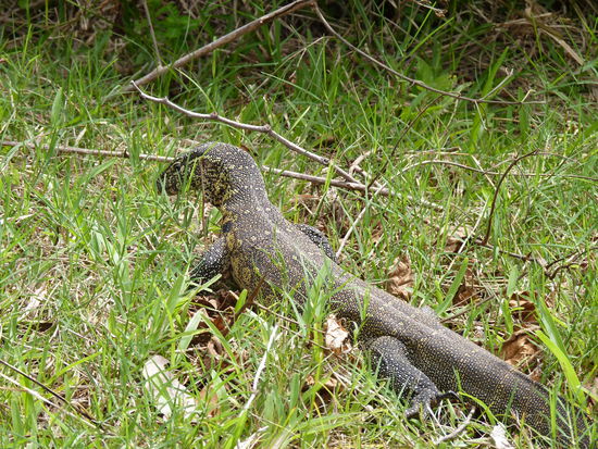 der Kerl ging an unserem Pool spazieren