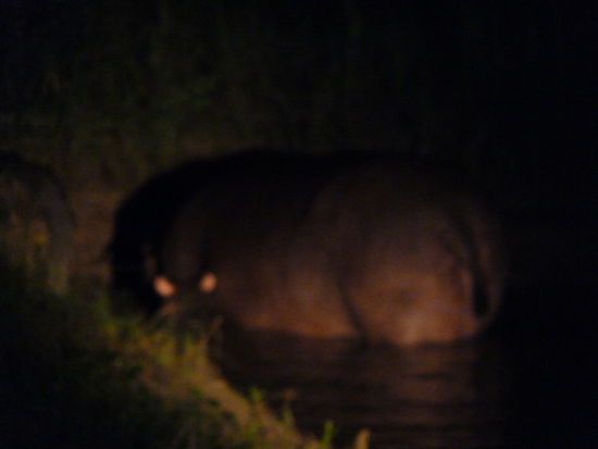 ein Hippo in der Nacht