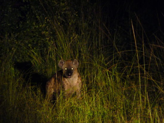 2 Hyänen bekämpfen sich um ihre Beute