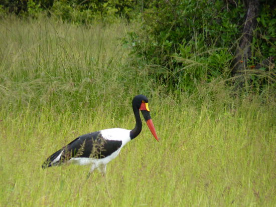 von den Parkleuten auch Deutschlandvogel genannt,wegen dem Schnabel schwarz rot gelb