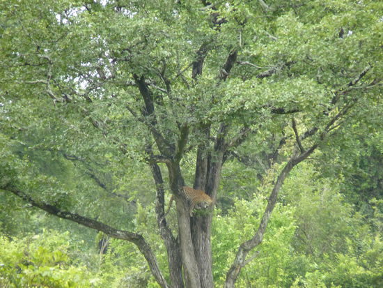 ein Leopard im Baum er war recht weit weg aber immerhin