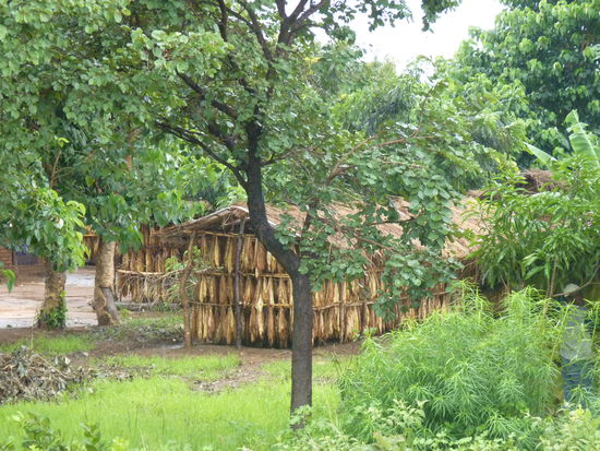 Tabakblätter zum trocknen