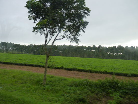 Teeplantagen