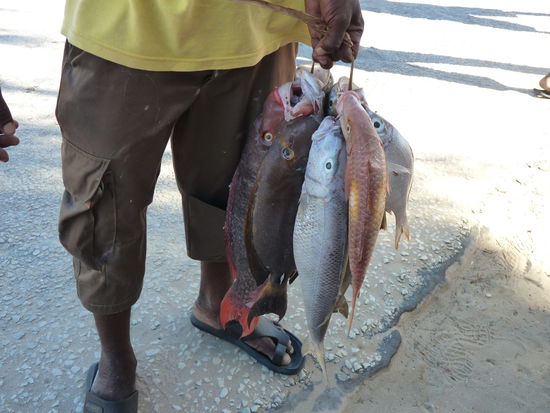 frischer Fisch gerade gefangen