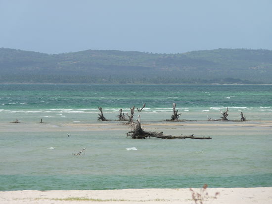 Dort wo die Baumstümpfe stehen,waren mal schöne Bäume,bevor sich das Meer im Hintergrund und der Fluß vorn vereinten und alles abstarb