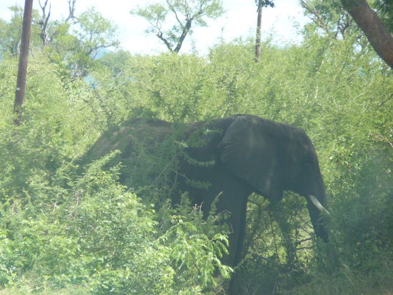 der Elefant begrüßte uns gleich am Eingang des Parks