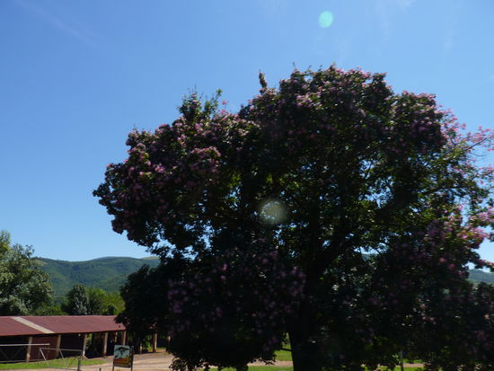 ein großer Baum mit wunderschönen lila Blüten