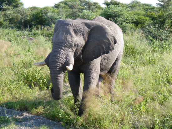 Die großen Giganten