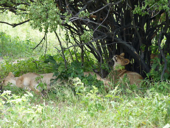 die Löwenfamilie bei der Mittagsruhe
