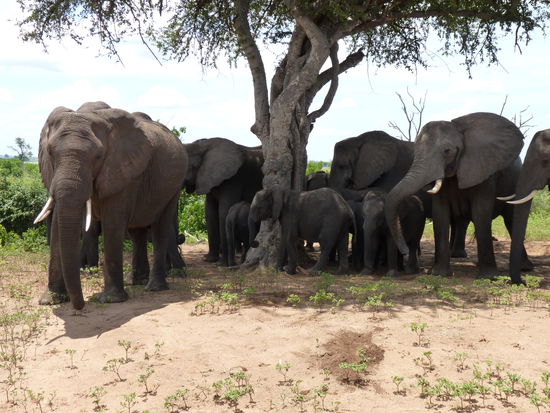 ein Plätzchen im Schatten