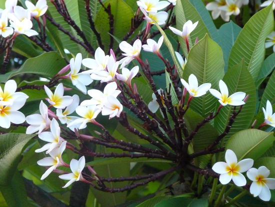 Leider gab es nicht so viele schöne Blumen,falsche Jahreszeit dafür