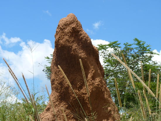 schöne große Termitenhügel standen sehr oft am Straßenrand