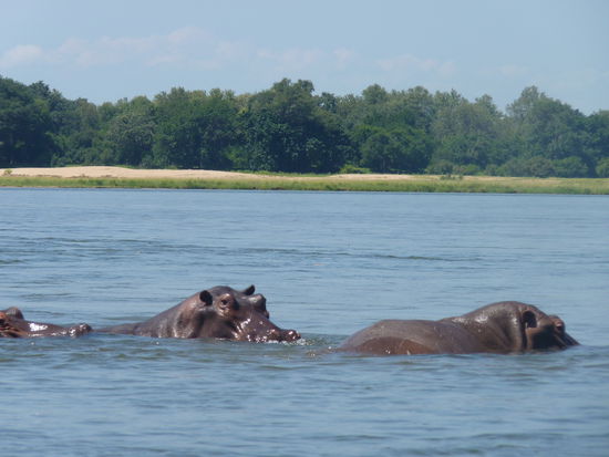 vorbei an den vielen Hippos
