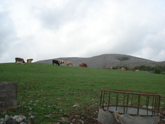 Ob den Kühen wohl bewusst ist, in welch berühmter Landschaft sie sich befinden??