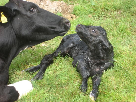 frisch geborenes Kälbchen mit seiner Mutter