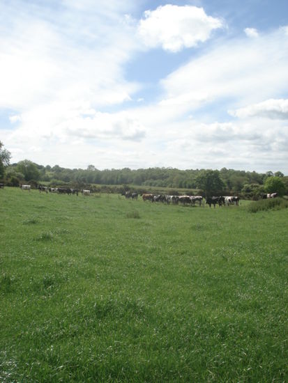 ein Feld in der Nähe